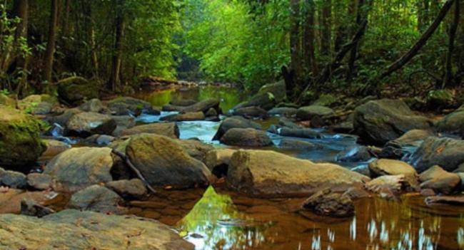 New operation launched to protect Sinharaja Forest